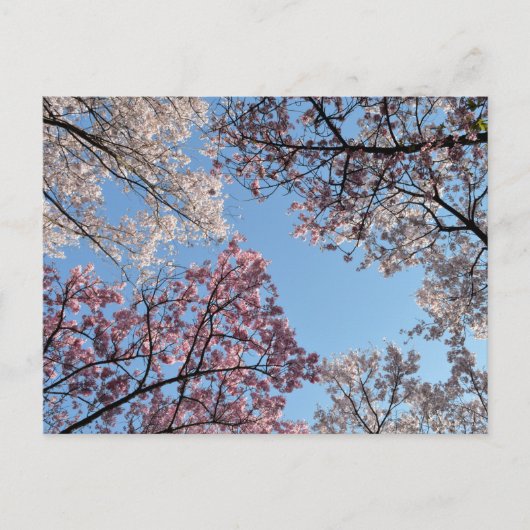 桜の天蓋:東京、日本 ポストカード (正面)