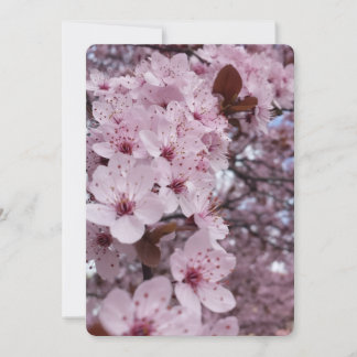 桜の木のピンクの桜の招待状 招待状