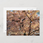 桜の木の郵便はがき ポストカード (正面/裏面)