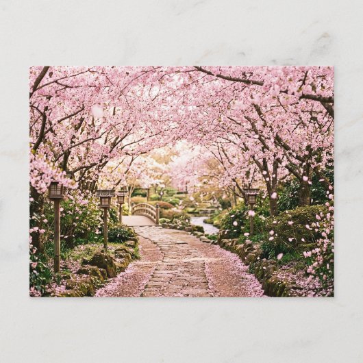 桜の木 ポストカード (正面)