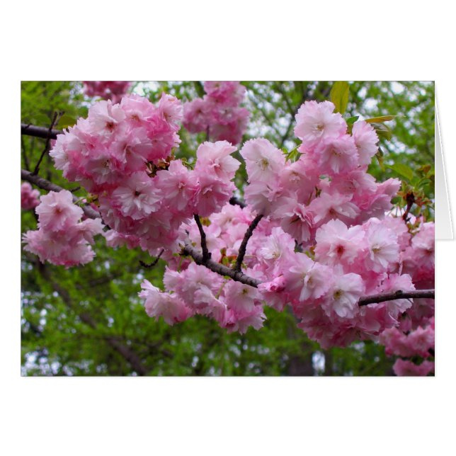 桜の枝 (正面横)