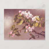 桜の枝 ポストカード (正面)
