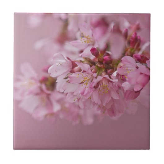 桜の淡いピンクの反射 タイル (正面)