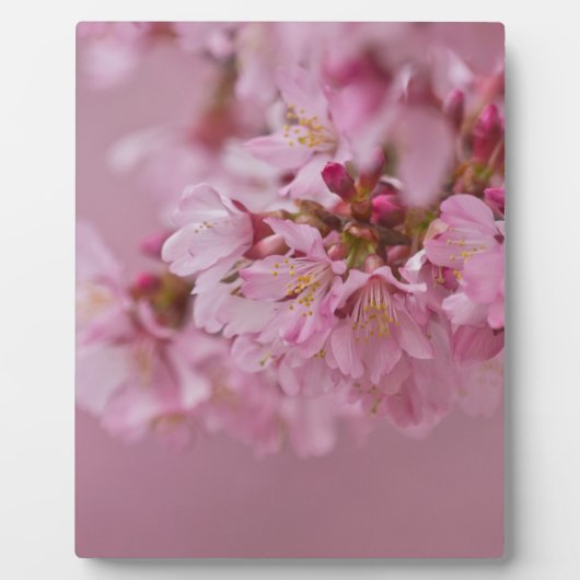 桜の淡いピンクの反射 フォトプラーク (正面)