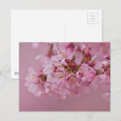桜の淡いピンクの反射 ポストカード (正面/裏面)
