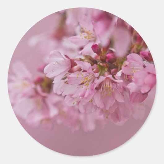桜の淡いピンクの反射 ラウンドシール (正面)