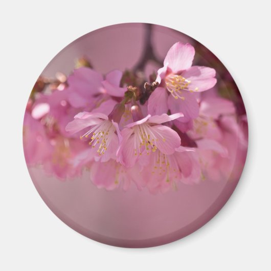 桜の温泉 2012 衣類 & ギフト マグネット (正面)