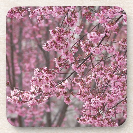 桜の花が舞い散る ピンク コースター (正面)