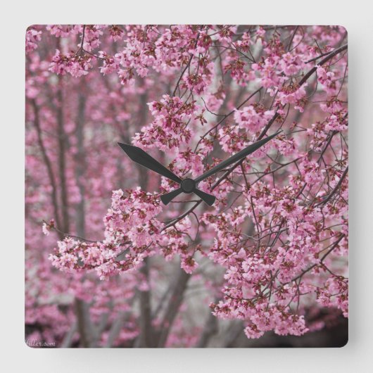 桜の花が舞い散る ピンク スクエア壁時計 (正面)
