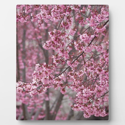 桜の花が舞い散る ピンク フォトプラーク (正面)
