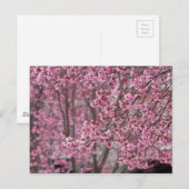 桜の花が舞い散る ピンク ポストカード (正面/裏面)