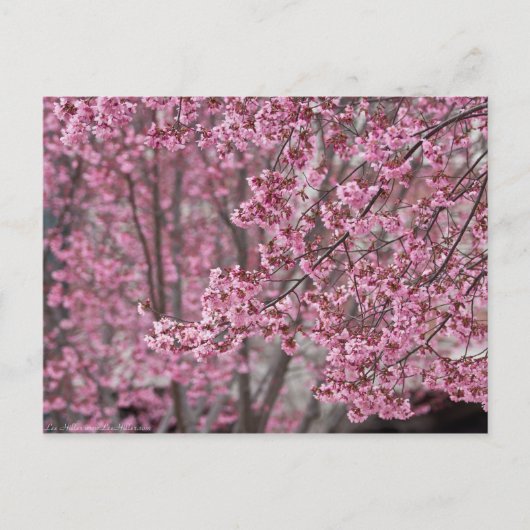 桜の花が舞い散る ピンク ポストカード (正面)