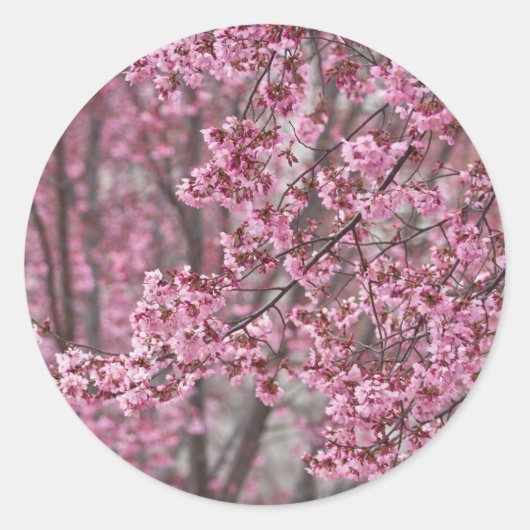 桜の花が舞い散る ピンク ラウンドシール (正面)