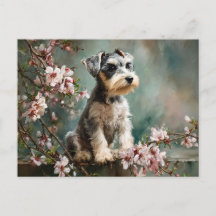 桜の花とシュナウザーの子犬