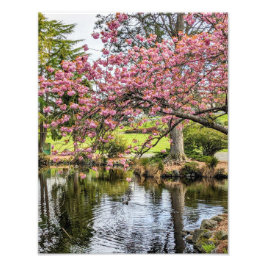 桜の花と池の写真 フォトプリント