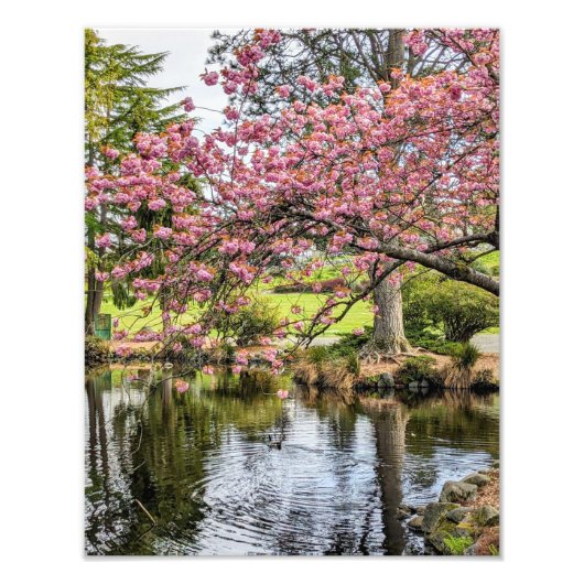 桜の花と池の写真 フォトプリント            (正面)