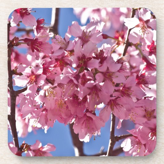 桜の花と赤い星 コースター (正面)