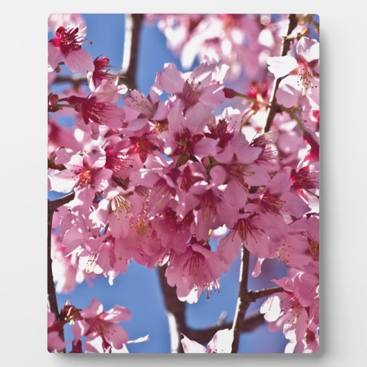 桜の花と赤い星 フォトプラーク (正面)