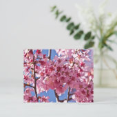 桜の花と赤い星 ポストカード (スタンド正面)