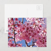 桜の花と赤い星 ポストカード (正面/裏面)