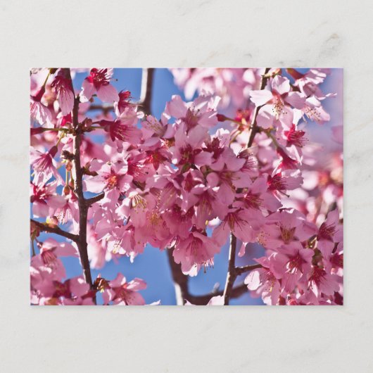 桜の花と赤い星 ポストカード (正面)