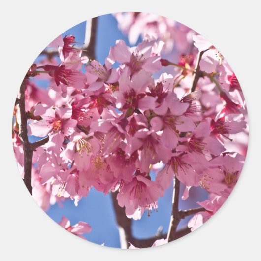 桜の花と赤い星 ラウンドシール (正面)