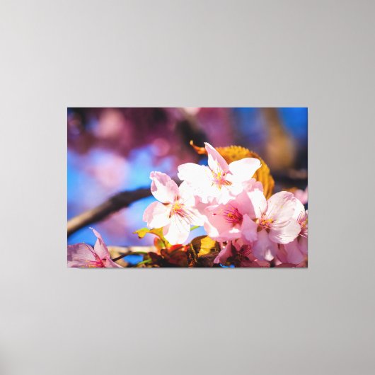 桜の花のグループ、ソフトピンク、青の背景 キャンバスプリント (正面)