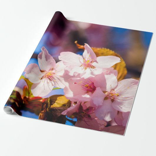 桜の花のグループ、ソフトピンク、青の背景 ラッピングペーパー (アンロールド)