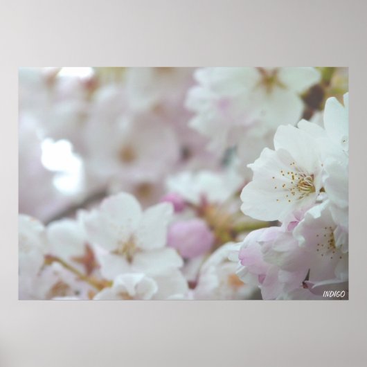 桜の花のプリント 白い花 ポスター 印刷 (正面)