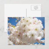 桜の花のポストカード ポストカード (正面/裏面)