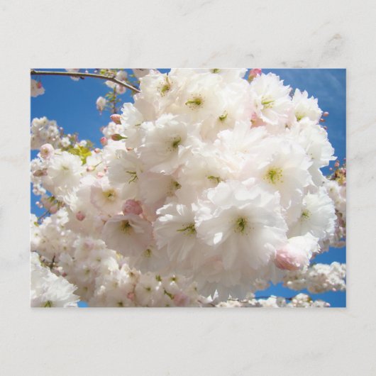 桜の花のポストカード ポストカード (正面)