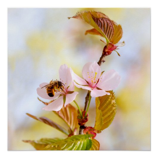 桜の花の上の蜂 ポスター (正面)