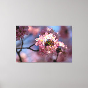 桜の花の丸い房が満開だ キャンバスプリント