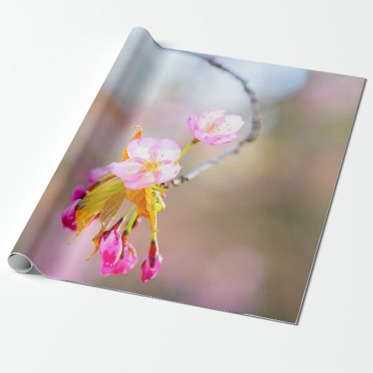 桜の花の先端にらせん ラッピングペーパー (アンロールド)