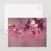 桜の花の繊細なピンクのブーケ ポストカード (正面/裏面)