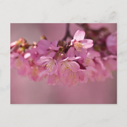 桜の花の繊細なピンクのブーケ ポストカード (正面)