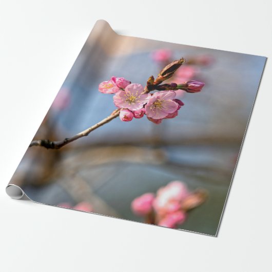 桜の花を背景に灰色 ラッピングペーパー (アンロールド)