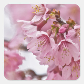 桜の花薄ピンク スクエアシール