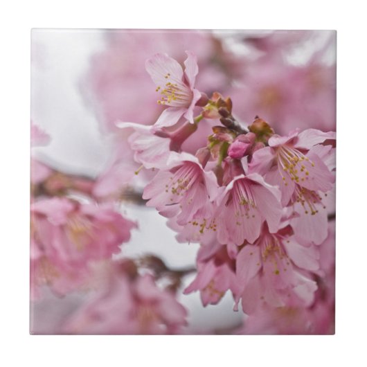 桜の花薄ピンク タイル (正面)