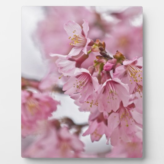 桜の花薄ピンク フォトプラーク (正面)