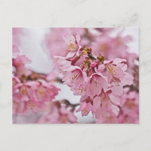 桜の花薄ピンク ポストカード (正面)