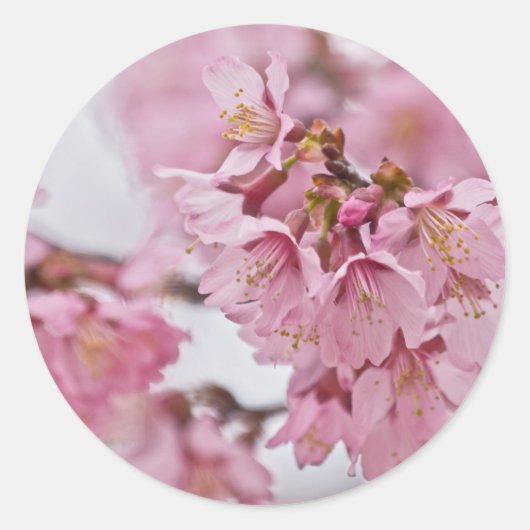 桜の花薄ピンク ラウンドシール (正面)