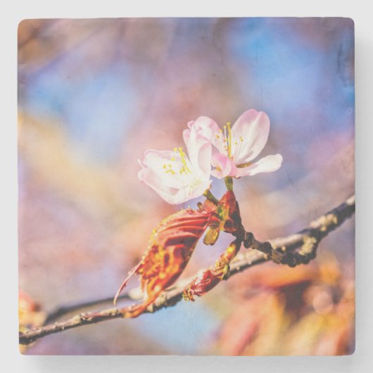 桜の花2つ。ピンクとブルーの背景 ストーンコースター (正面)