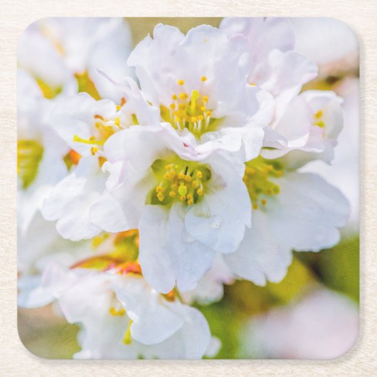桜の花 スクエアペーパーコースター (正面)