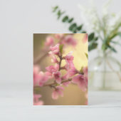 桜の花 ポストカード (スタンド正面)