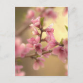 桜の花 ポストカード (正面)