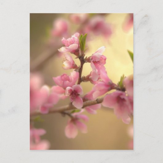 桜の花 ポストカード (正面)