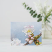 桜の花 ポストカード (スタンド正面)