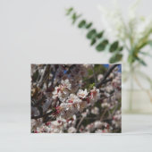 桜の花 ポストカード (スタンド正面)