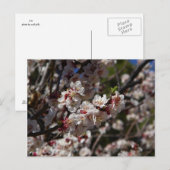 桜の花 ポストカード (正面/裏面)